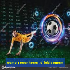 como reconhecer o lobisomem