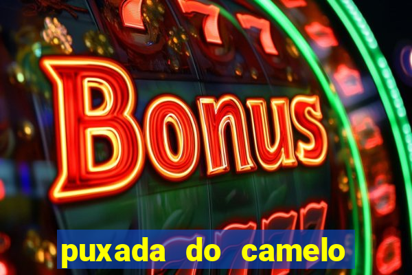 puxada do camelo no jogo do bicho