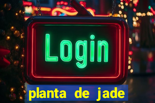 planta de jade significado espiritual